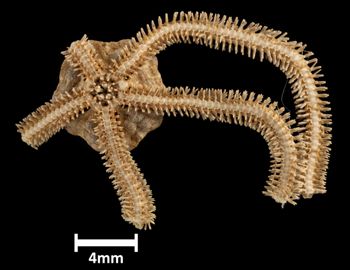 Media type: image;   Invertebrate Zoology OPH-4938 Description: Bottom up view of single ophiuroid specimen with a scale bar.;  Aspect: ventral